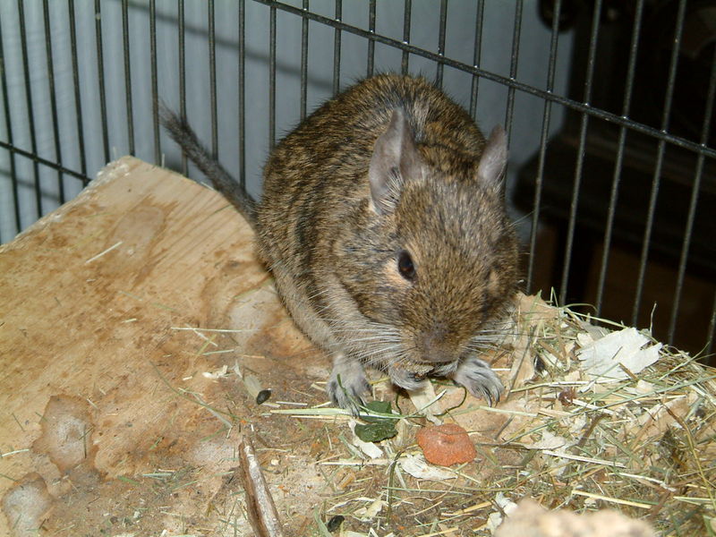 800px-Degu-Gizzy.jpg