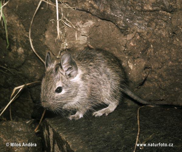 osmak-degu-degu.jpg